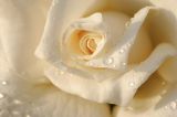 3D Фотообои "Утренняя роза" на флиз.осн. (300см*240см) (Песок)